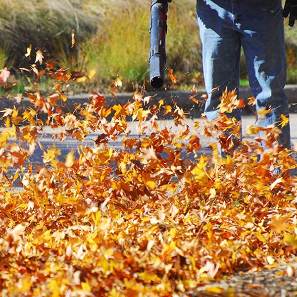 Fall Clean up banner