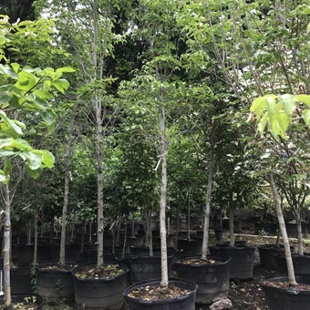 Tree installation banner